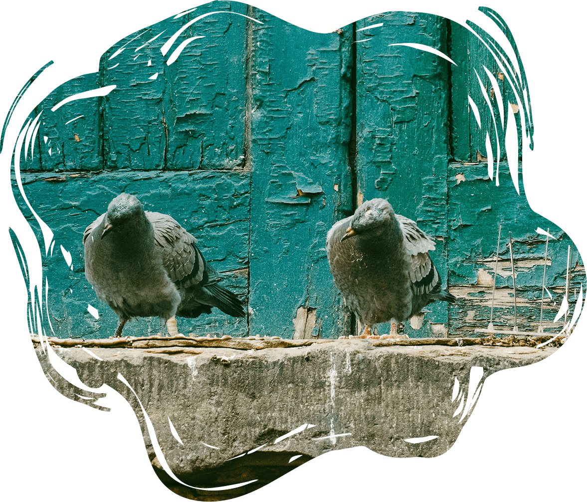 Two scrappy pigeons