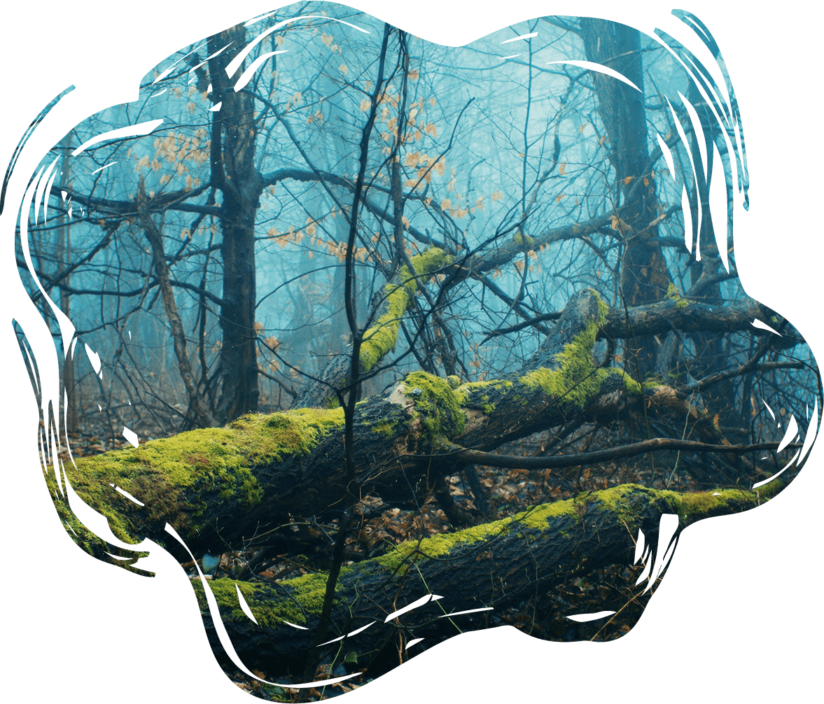 A fallen mossy log