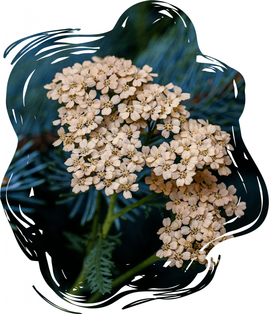 Photograph of yarrow flower on a dark green background