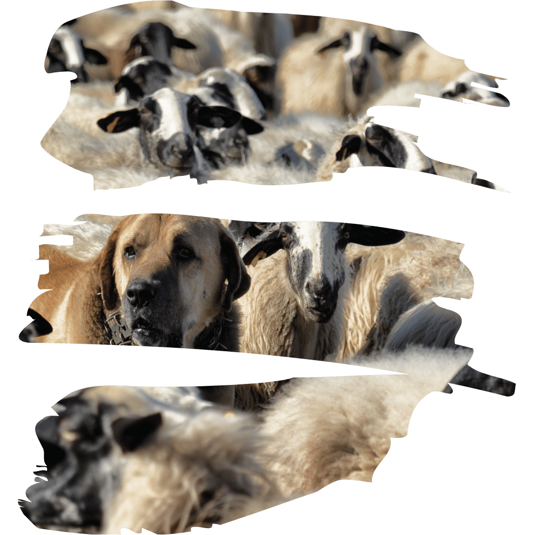 A sheepdog among a herd of goats.